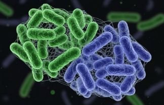 Dual-Strain L. Plantarum Complex postbiotic culture