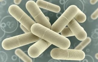 L. Rhamnosus postbiotic culture